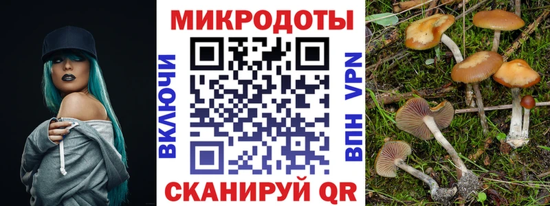Псилоцибиновые грибы Psilocybine cubensis  Ачхой-Мартан 